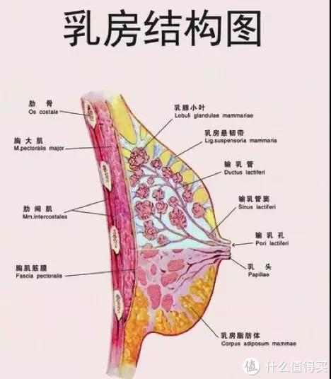 治疗乳腺增生的方法有哪些